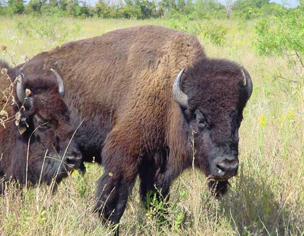 Wood Buffalo National Park Canada