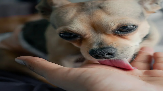 Dog Lick Hand