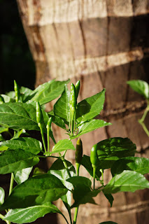 Kicsi a chilli, de erős