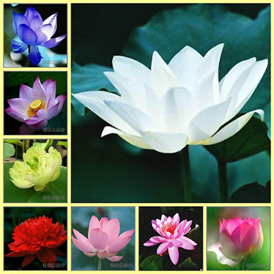 Hạt giống hoa sen mini Nhật Bản bán lẻ hạt,được chọn màu (Lotus)