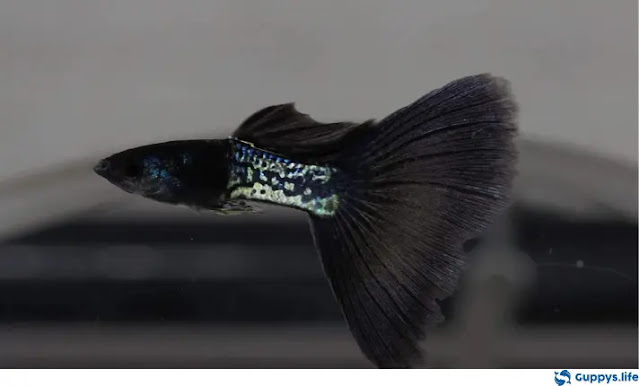 Black Metal Lace Guppy
