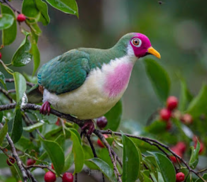 Many Beautiful Birds Pictures Download - Best Birds Pictures - Beautiful Birds Pictures & Wallpapers Download - birds picture - NeotericIT.com