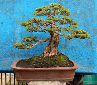 Bonsai Cendrawasih (Phyllanthus sp)