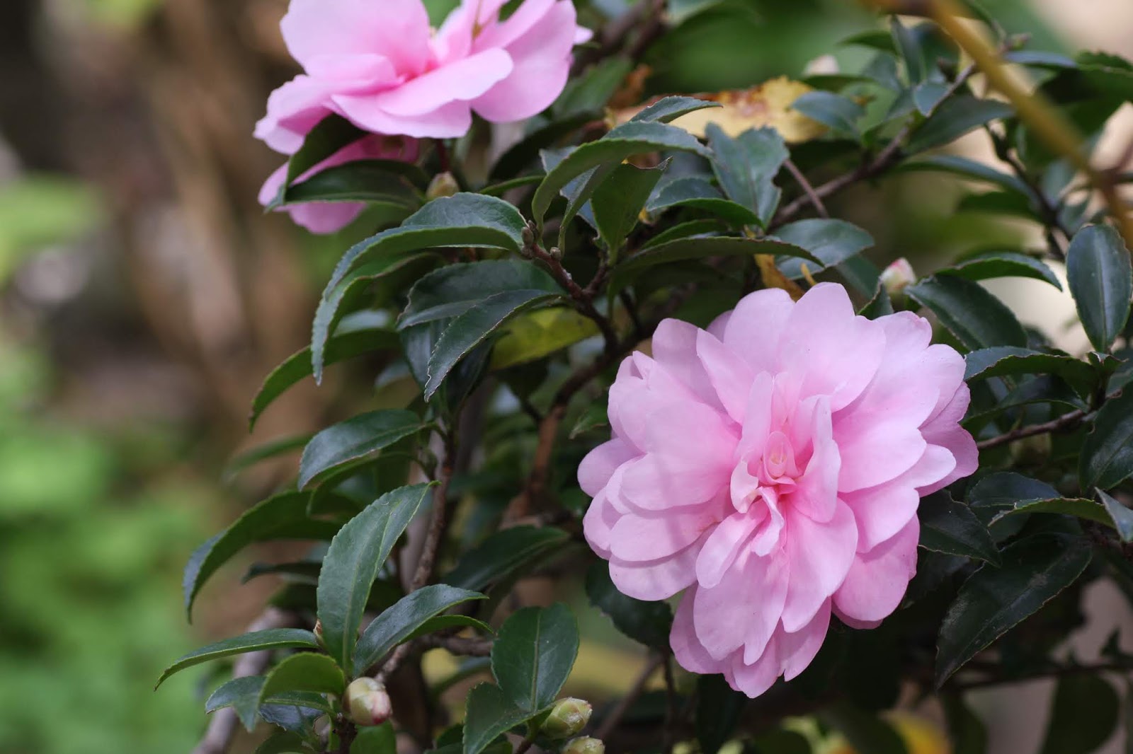 花の写真収集 オトメサザンカ 乙女山茶花