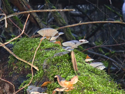 grzyby 2016, grzyby w listopadzie, grzyby w Krakowie, grzyby w Lasku Wolskim, grzyby zimowe, boczniak ostrrygowaty Pleurotus ostreatus, zimówka, płomiennica zimowa Flammulina velutipes, Uszak bzowy Auricularia auricula-judae, Wodnicha modrzewiowa Hygrophorus lucorum, opienka-ciemna-Armillaria-ostoyae, gąsówka-rudawa-Lepista-flaccida, czernidłak Coprinus