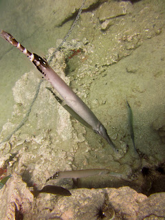 Trumpet fish Tenerife