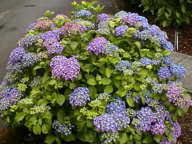 hydrangea partial sun full sun there are many varieties of