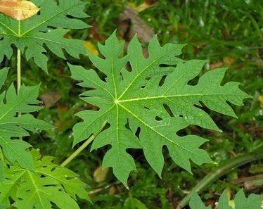 Herba & Tumbuhan: BETIK / PAPAYA . BUKAN HANYA SEKADAR 