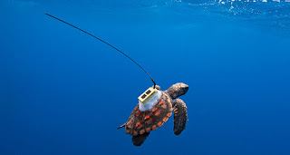 sea turtle young, sea turtle tracker