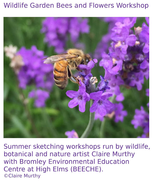 Wildlife Garden Bees and Flowers. Nature art workshops. London. Kent.