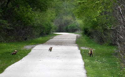 Fox family