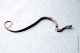 Juvenile Southern Black Racer Snake - Leesburg, Florida