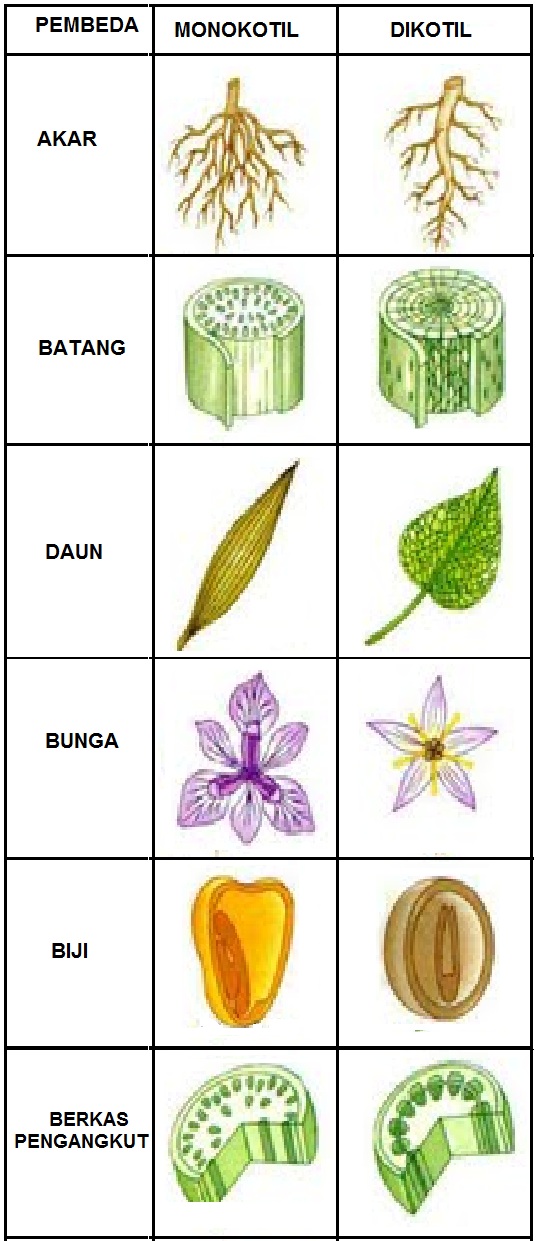 Gambar Perbedaan Monokotil Dikotil Lengkap Gambar 