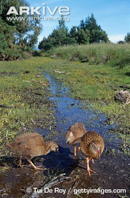 Weka habitat