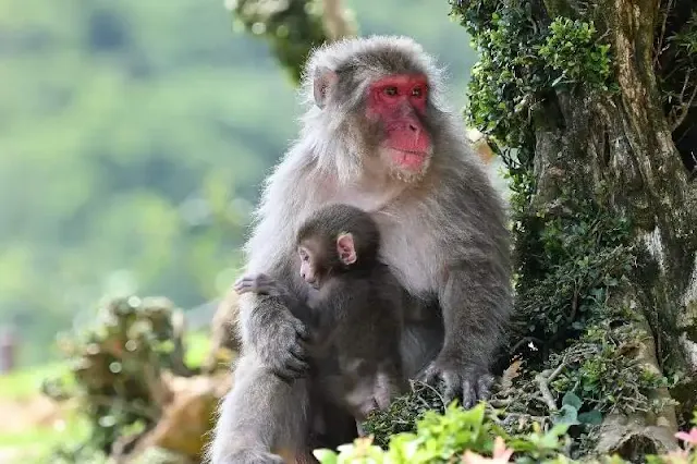 El crecimiento descontrolado de jabalíes y macacos en el sudeste asiático plantea un grave riesgo de zoonosis para los humanos y la supervivencia de los bosques