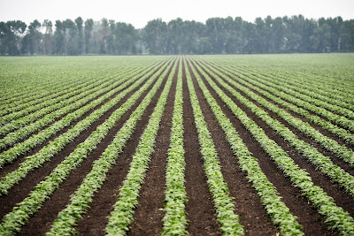 Manitoba spring crops in field.