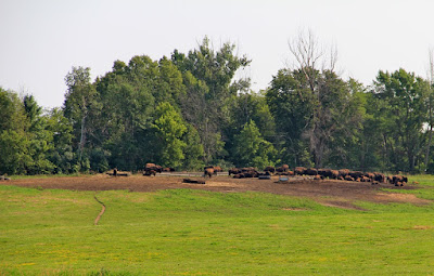 are bison equal to beef in the red meat equation?