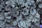 Heuchera Frost - Frost Coral Bells care