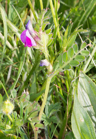 Common Vetch, Vicia sativa.  Keston Common, grass near car park.  4 May 2015.