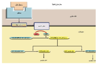 مخطط يبين كيفية عمل الرسول الأول إبينفرين في الخلية.