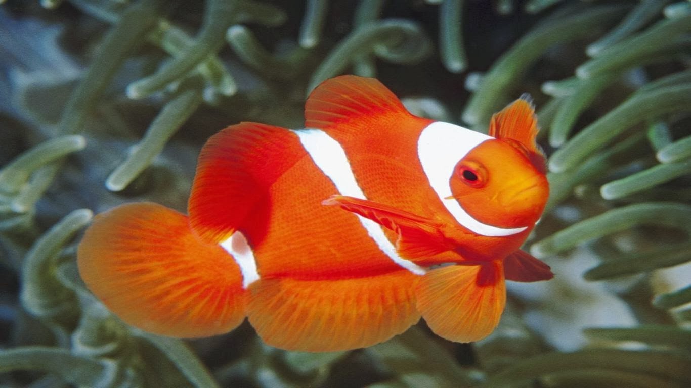 fish share GAMBAR  IKAN  HIAS  CANTIK CLOWN TRIGGER 11