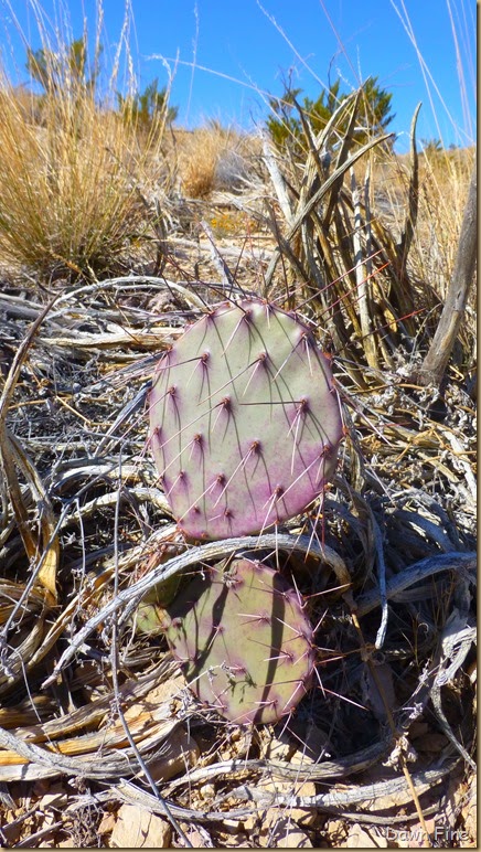 Terlingua rockhounding_022