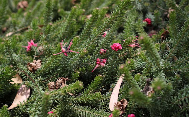 Grevillea Lanigera Flowers