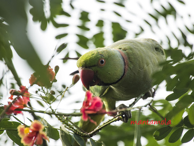 Rose Ring Parakeet