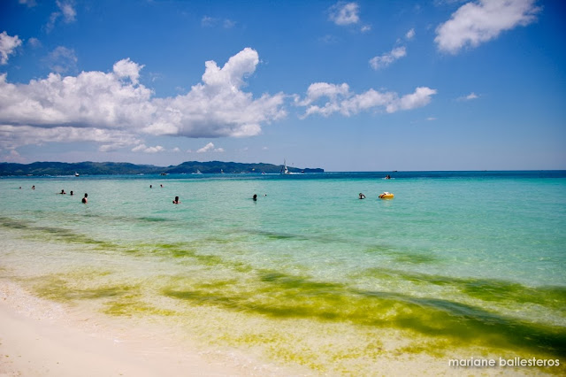 boracay algae