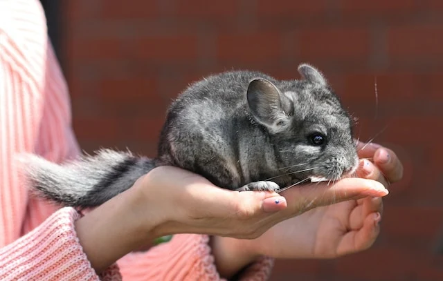 picture of a cute chinchilla