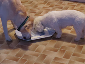 dogs licking platter