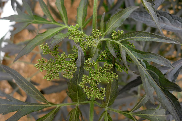 Black Lace Elderberry buds