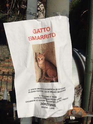 Poster for a lost male cat in Bergamo.