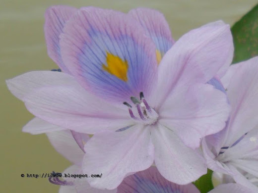 Common water hyacinth, Eichornia crassipes