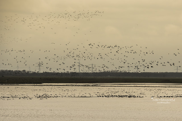 Oostvaarderplassen