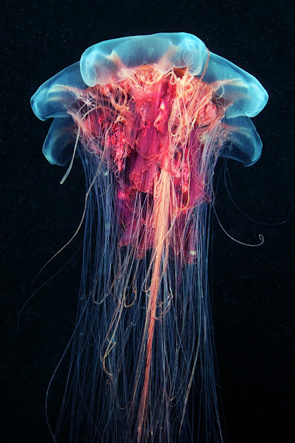 Cyanea capillata (медуза с львиной гривой)