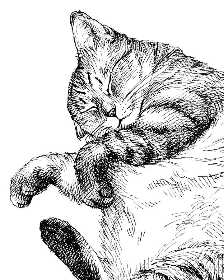 08-Cat-in-peaceful-sleep-Feline-Drawings-Ineko-Kawai-www-designstack-co
