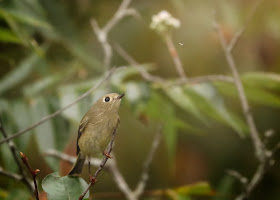 Ruby-Crowned Kinglet eyeing a flying insect.