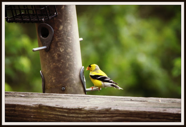 Kinds Of Birds