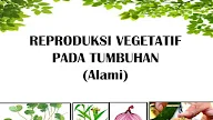 Contoh Gambar Vegetatif Alami