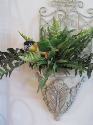 Caique Plant Pet Parrot