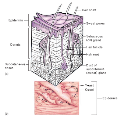 Pengertian dan Jenis flora normal, Flora normal adalah,  Residen flora adalah, Transien flora adalah, Peran Residen Flora,  Flora normal pada kulit, Flora Normal pada hidung, Flora Normal pada Orofaring (Oropharynx), Flora Normal pada saluran pernafasan, Flora Normal pada mulut, Flora normal pada mata, Flora normal pada telinga, Flora normal pada saluran pencernaan, Normal flora pada uretra, Normal flora pada vagina, penyebab komedo, penyebab jerawat , bakteri penyebab jerawat, mikroorganisme penyebab karang gigi