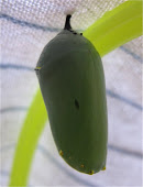 Monarch chrysalis