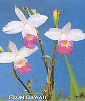 Bamboo Orchid Plant2