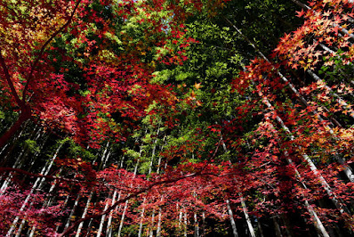 京都 祇王寺 竹と紅葉