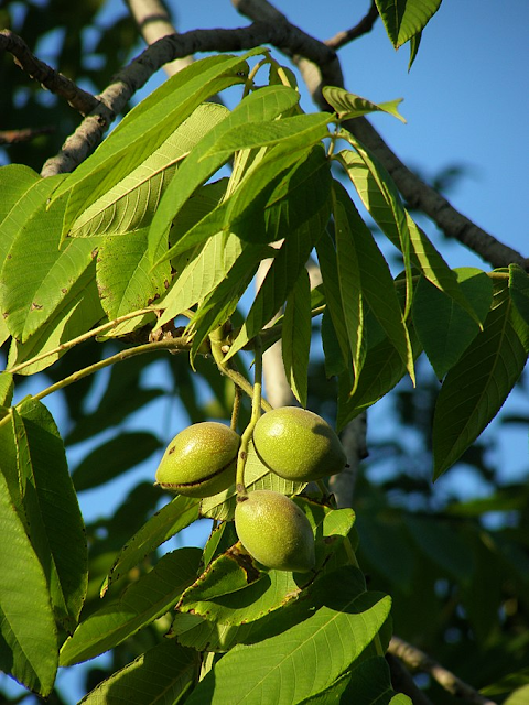 Плоды в околоплодниках и листья Juglans mandshurica