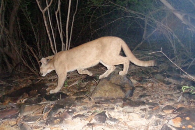 Últimas onças da Caatinga enfrentam nova ameaça: complexos eólicos