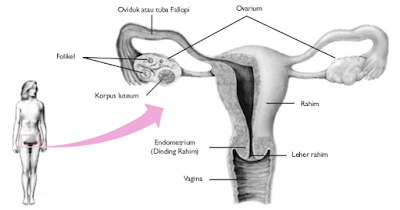 Organ reproduksi perempuan