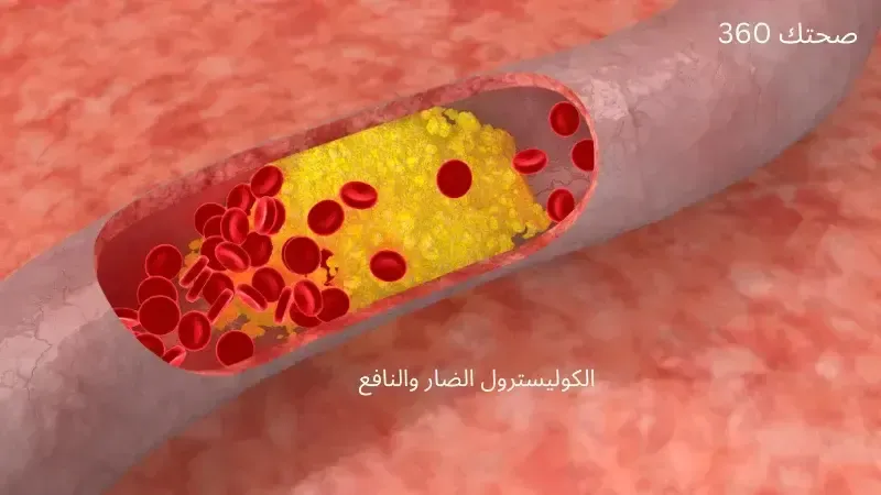 الكوليسترول الضار والنافع