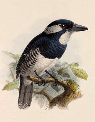 Buco pecho negro Notharchus pectoralis